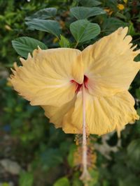 Close-up of yellow flowering plant