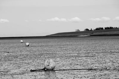 View of horse on beach against sky