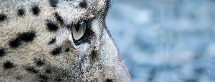 Close-up of a cat eye