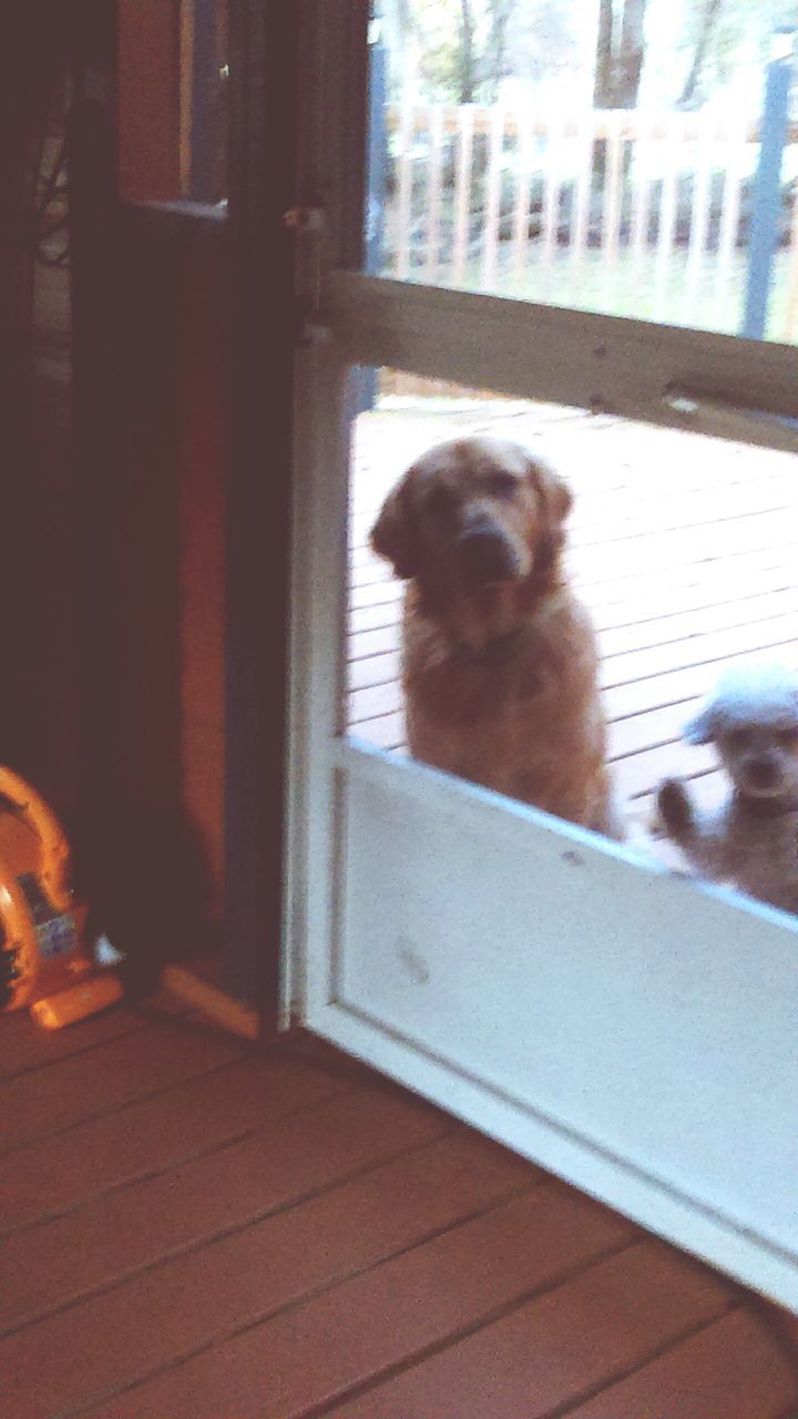 pets, domestic animals, animal themes, one animal, mammal, indoors, dog, domestic cat, window, sitting, cat, relaxation, home interior, feline, zoology, looking through window, looking away, house, sunlight, vertebrate