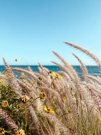 Scenic view of sea against clear sky