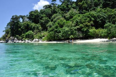 Scenic view of sea against trees