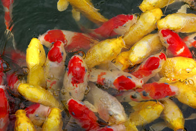 High angle view of fish in water