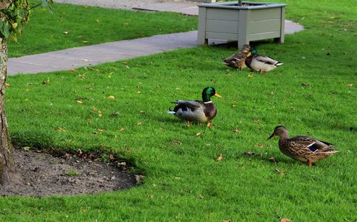 Ducks on a field