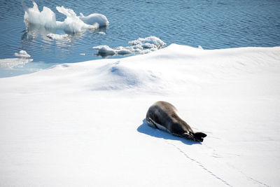 High angle view of seal on snow