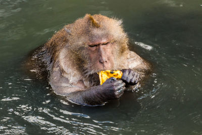 High angle view of monkey eating banana in lake