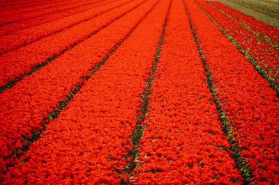 Full frame shot of fresh flowers on field