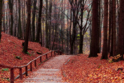 Footpath amidst trees in forest during autumn