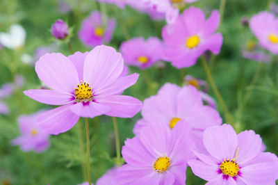 Close-up of pink cosmos flowers