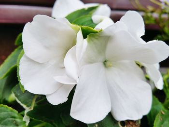 Close-up of white flower