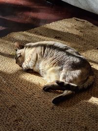 High angle view of cat sleeping on rug