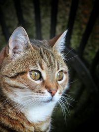 Close-up portrait of cat