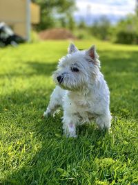 White dog on field