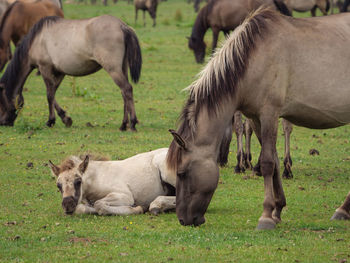 Wild horses in germany