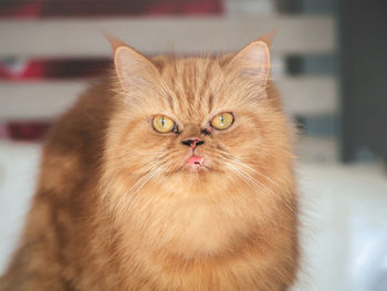 Persian orange angry fat cat garfield. fluffy nice red cat,  close-up portrait of cat garfield.