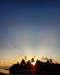 Silhouette bird flying against sky during sunset