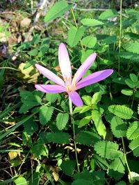 Close-up of flower blooming outdoors