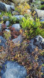 High angle view of stream flowing through rocks
