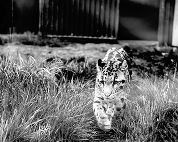 Cub tiger walking on grassland