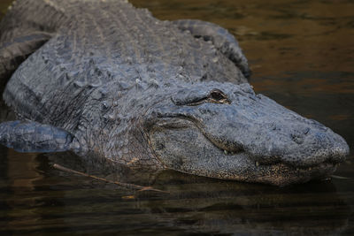 Close-up of crocodile in lake