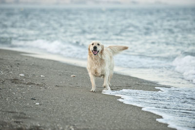 Portrait of golden retriever on beach