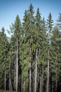 Low angle view of pine trees in forest