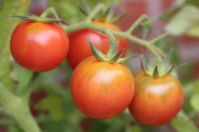 Close-up of tomatoes