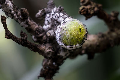 Close-up of apple growing on tree
