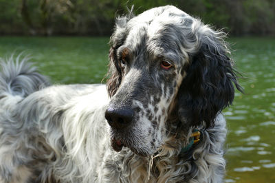 Portrait of an english setter male outdoors