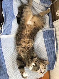 High angle view of cat sleeping on bed