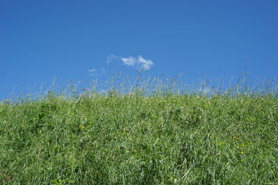 Scenic view of field against clear blue sky