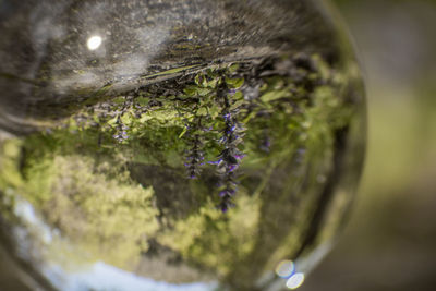 Close-up of purple flowering plant