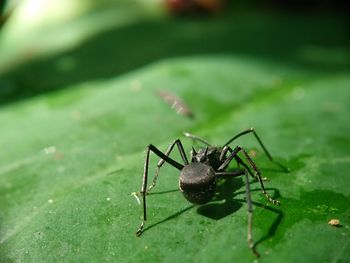 Close-up of spider on leaf