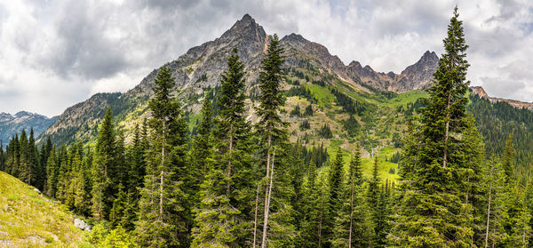 Panoramic view of pine trees against sky