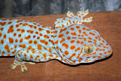 Close-up of a lizard