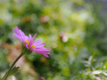 Close-up of pink flower blooming outdoors