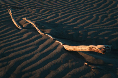 High angle view of sand dunes at beach with a sand-covered stick at sunset.