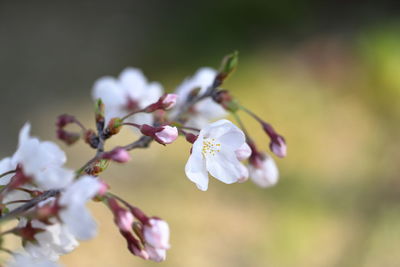 Close-up of cherry blossoms in spring