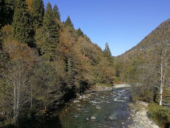 Scenic view of river amidst trees against clear sky