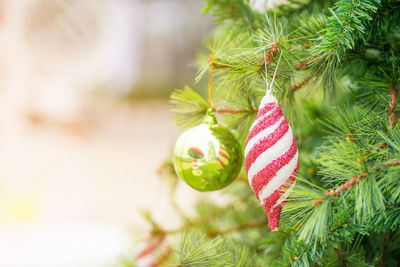 Close-up of christmas tree