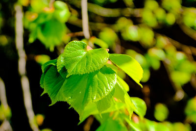 Close-up of fresh green leaves