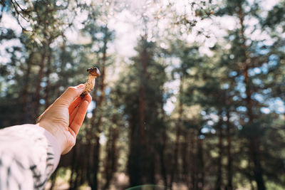 Cropped image of hand holding plant against trees