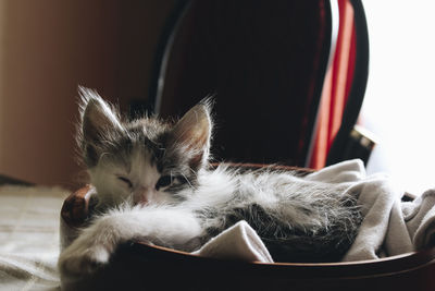 Close-up of cat sleeping at home