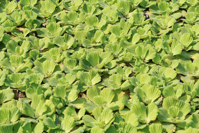 Full frame shot of fresh green leaves