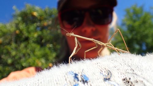 Close-up of insect on hand