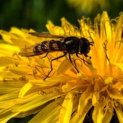 Close-up of bee pollinating on yellow flower