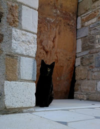 Portrait of black cat sitting outdoors