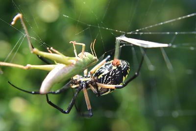 Close-up of insect on spider web