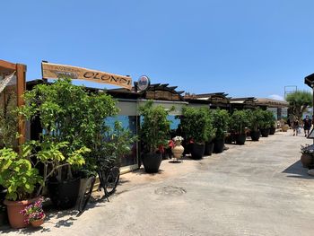 Potted plants at market against clear blue sky