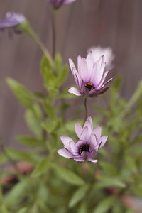 Close-up of pink flowering plant